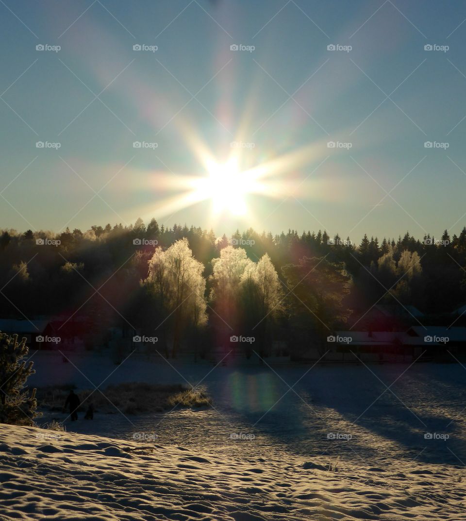 frosty trees in sunbeams