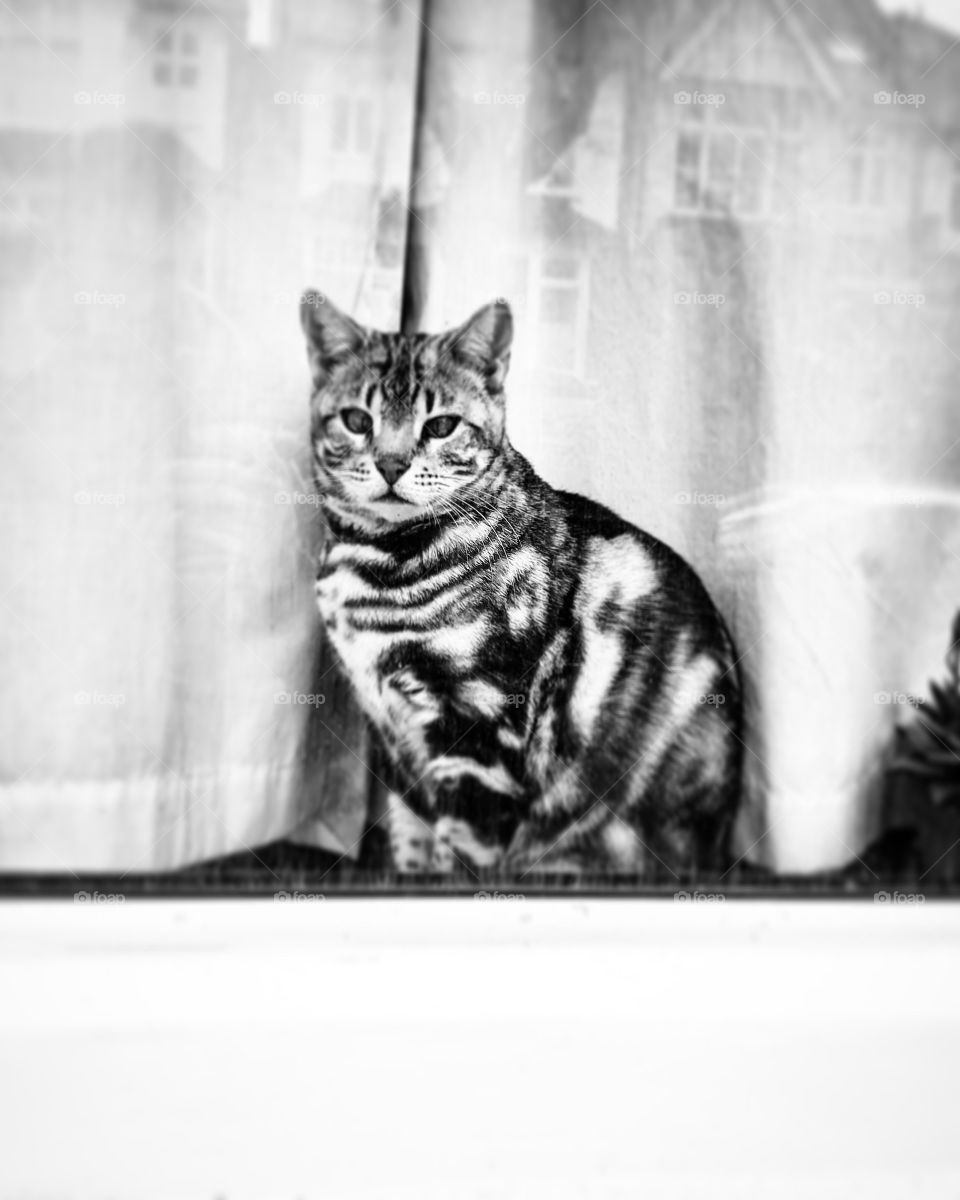#cat #stripes #window # black #white