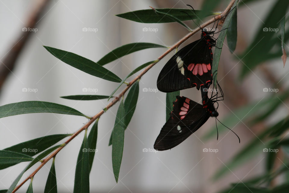 Two colourful butterflies hanging from leaf mating