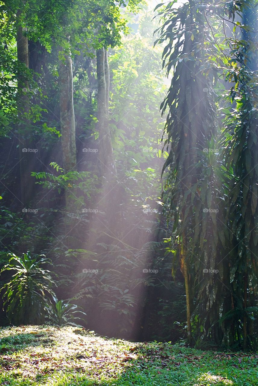 Sunbeams breaking through rainforest canopy