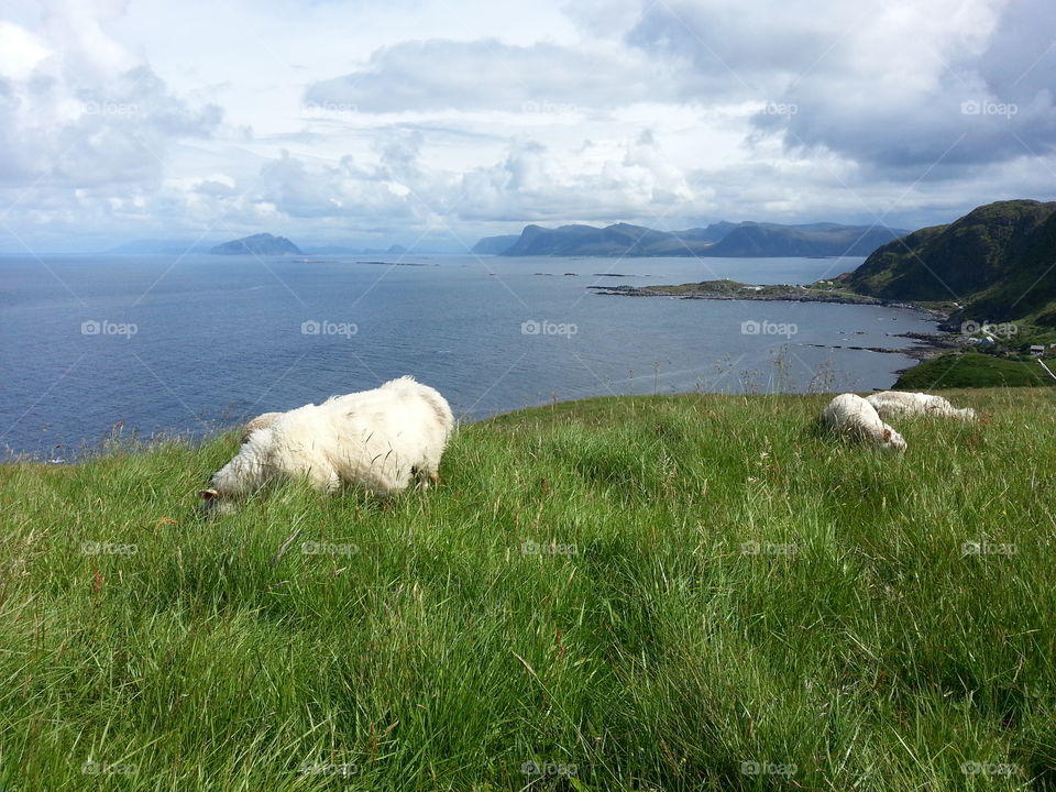 Summer vacation in Norway Runde island.