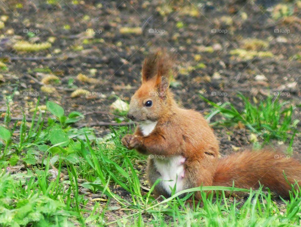 Cute squirrel