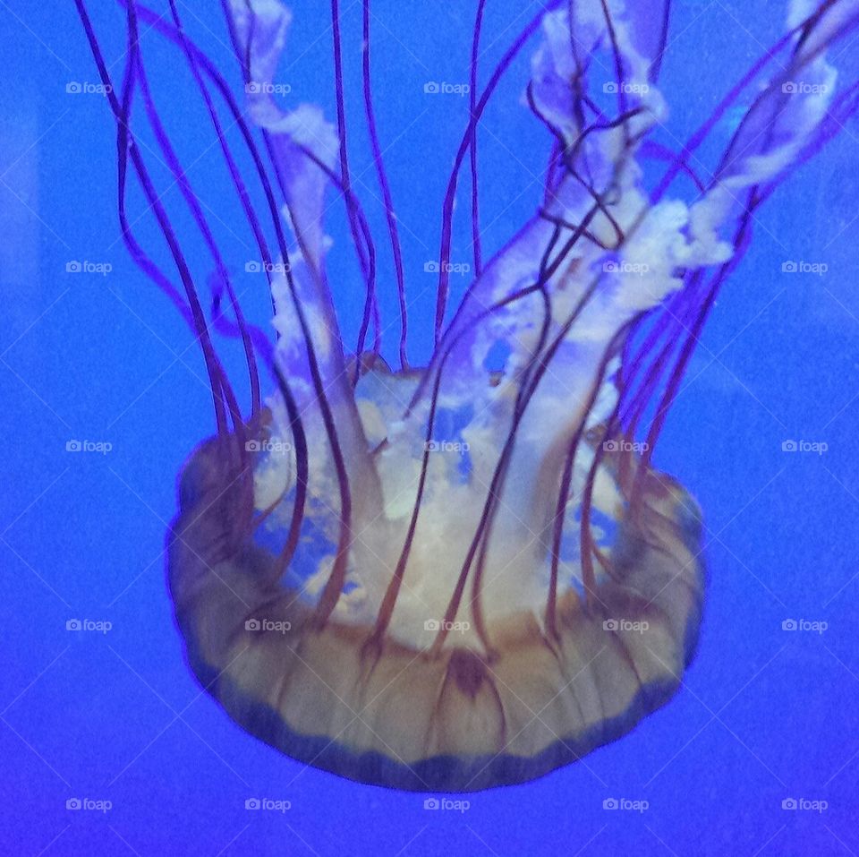 Jellyfish glow