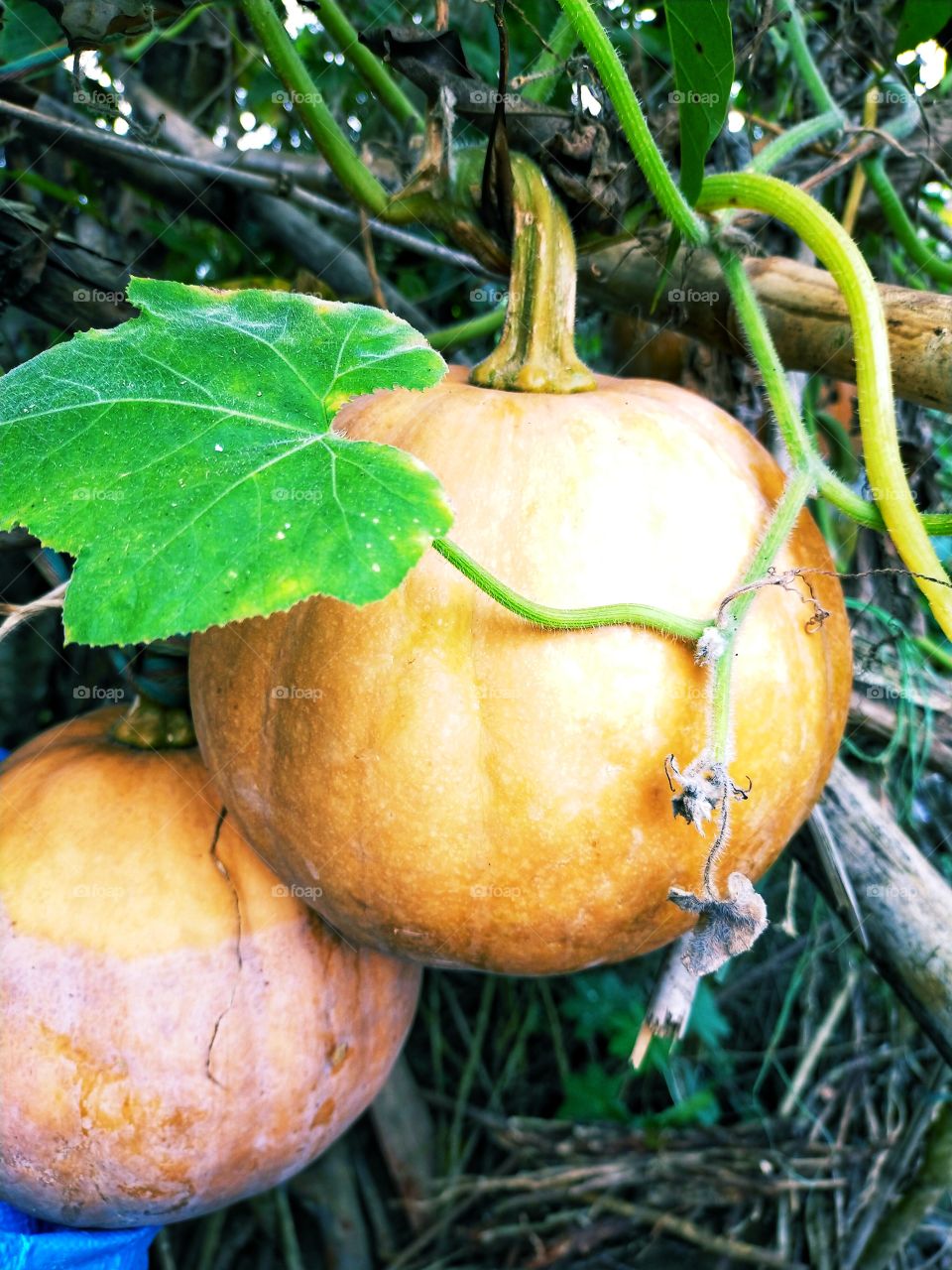 Pumpkin is looking grand with golden shade.