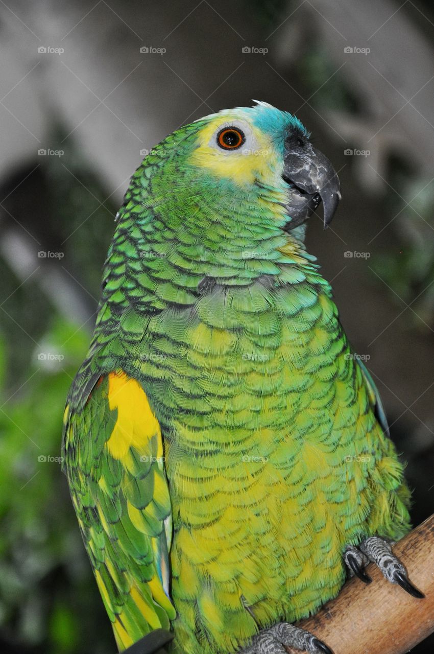 green parrot in Rimini