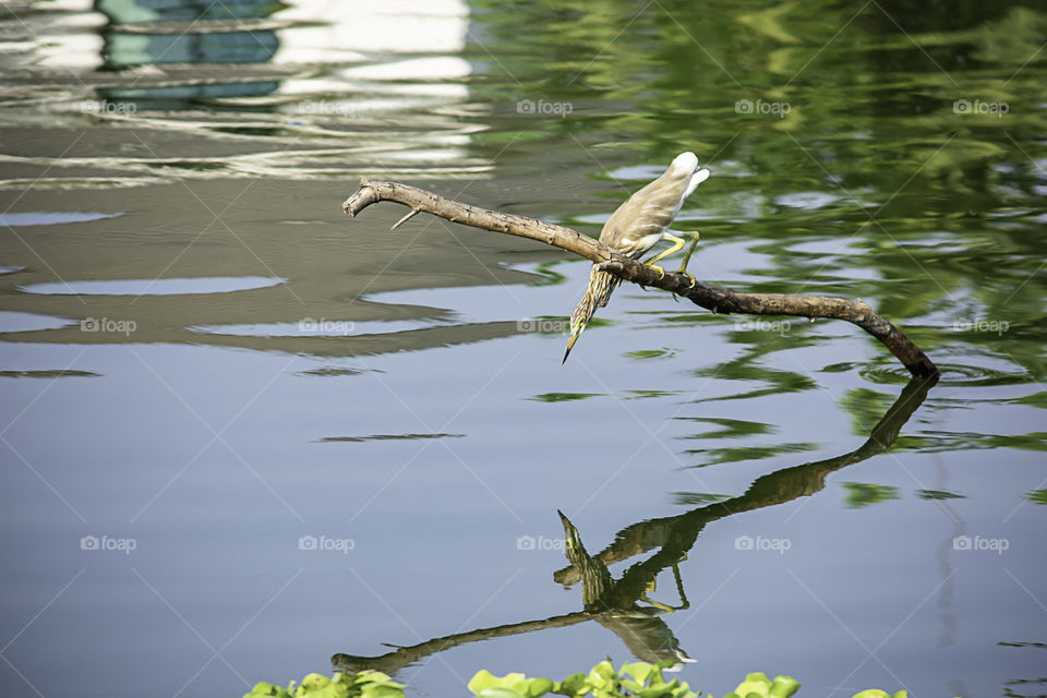 Birds on branches to eat the fish and reflections in water