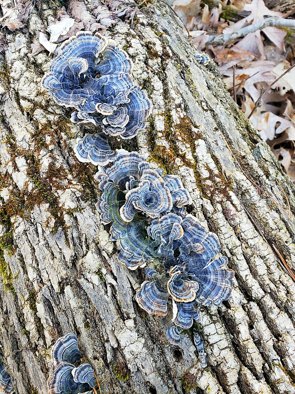 blue fungi on a dead log