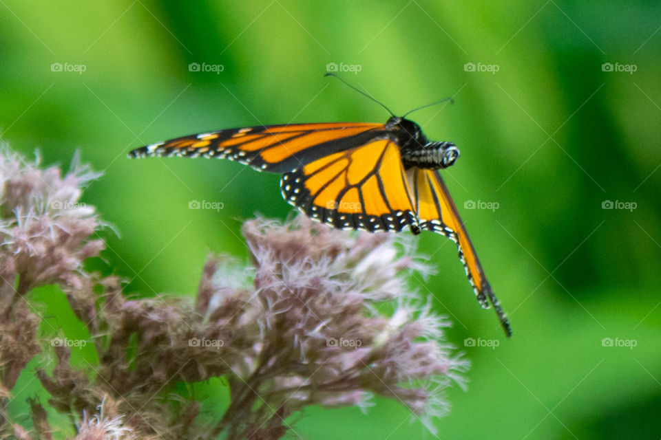 Monarch Butterfly Landing