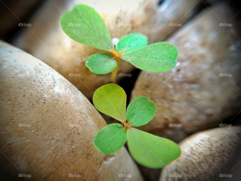 Tiny plants growing between stones.