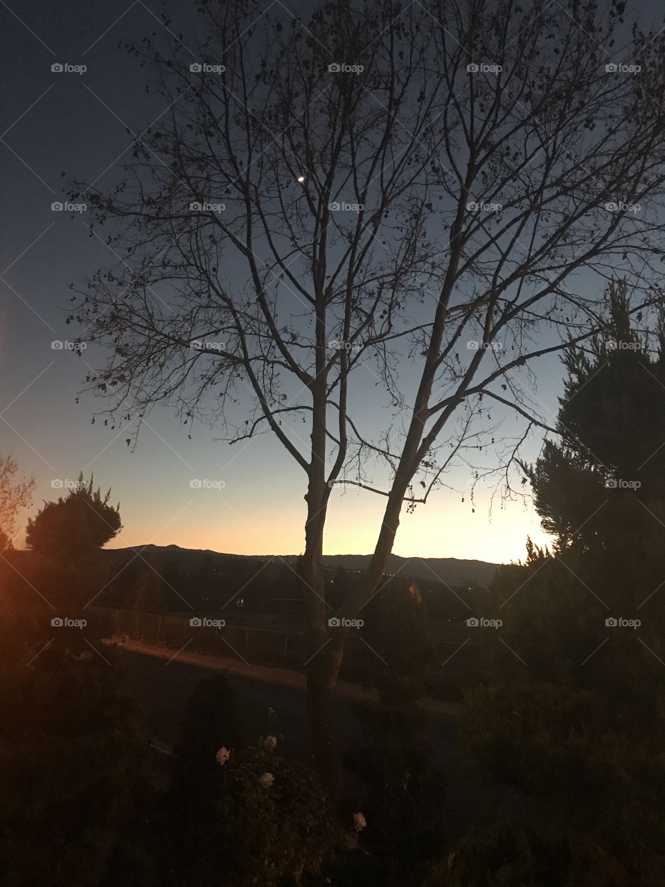 Night sky with planets between tree branches 
