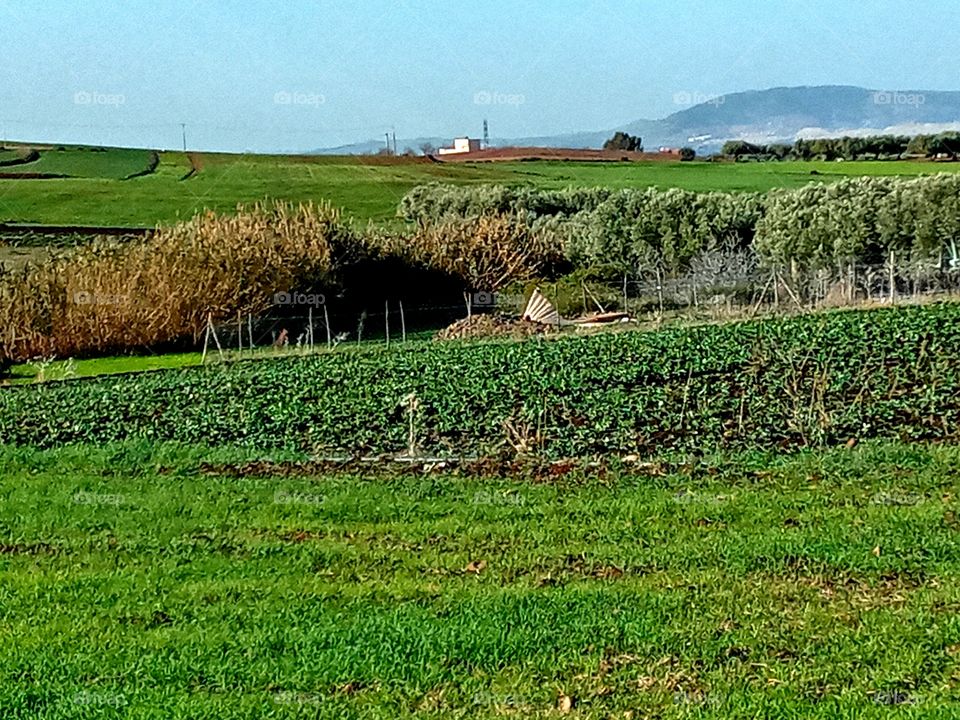 Agricultural lands