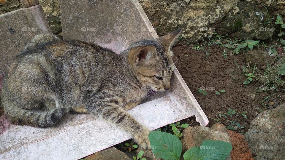Cute kitten in the garbage shovel
