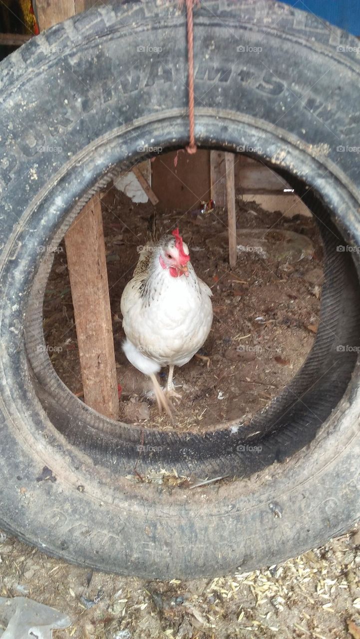 white chicken looking at from black wheel.