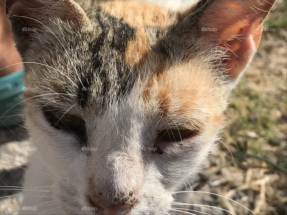 Close up of cat Crete Greece 