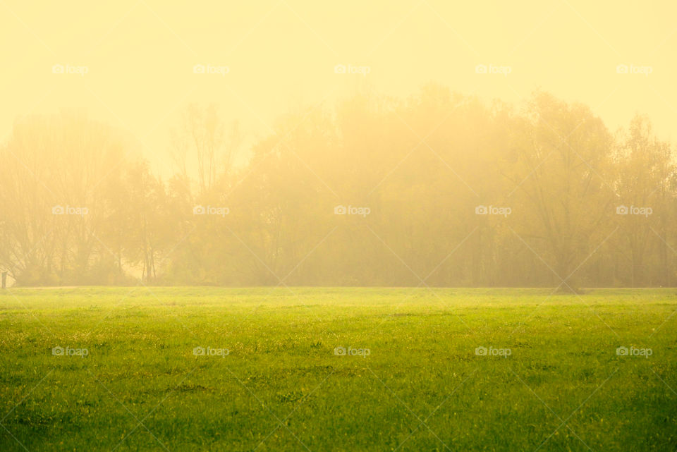 Golden hour in the park 