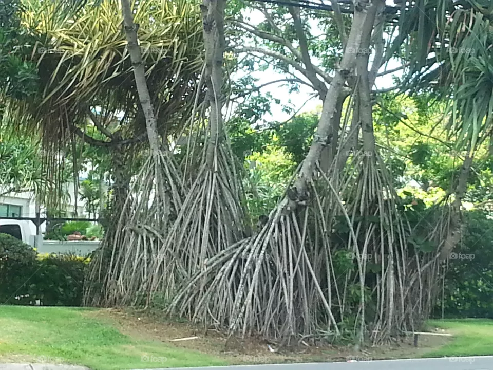 Tropical, Tree, Jungle, Wood, Nature