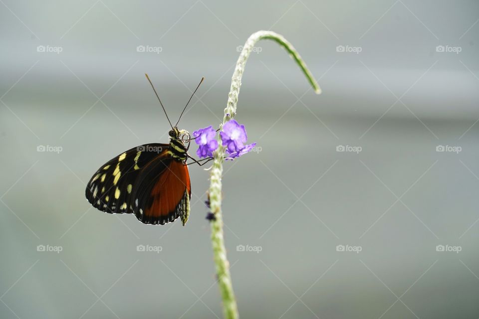 Butterfly Feeding On A Purple Flower