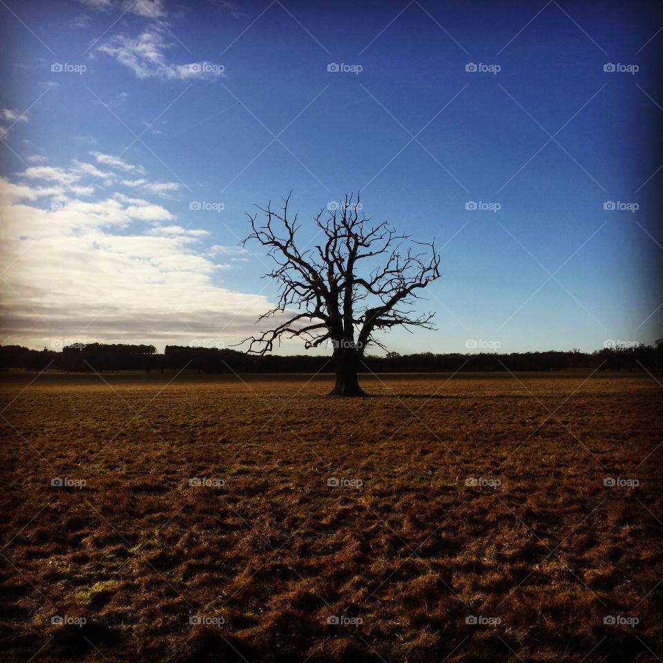 Lonely tree 