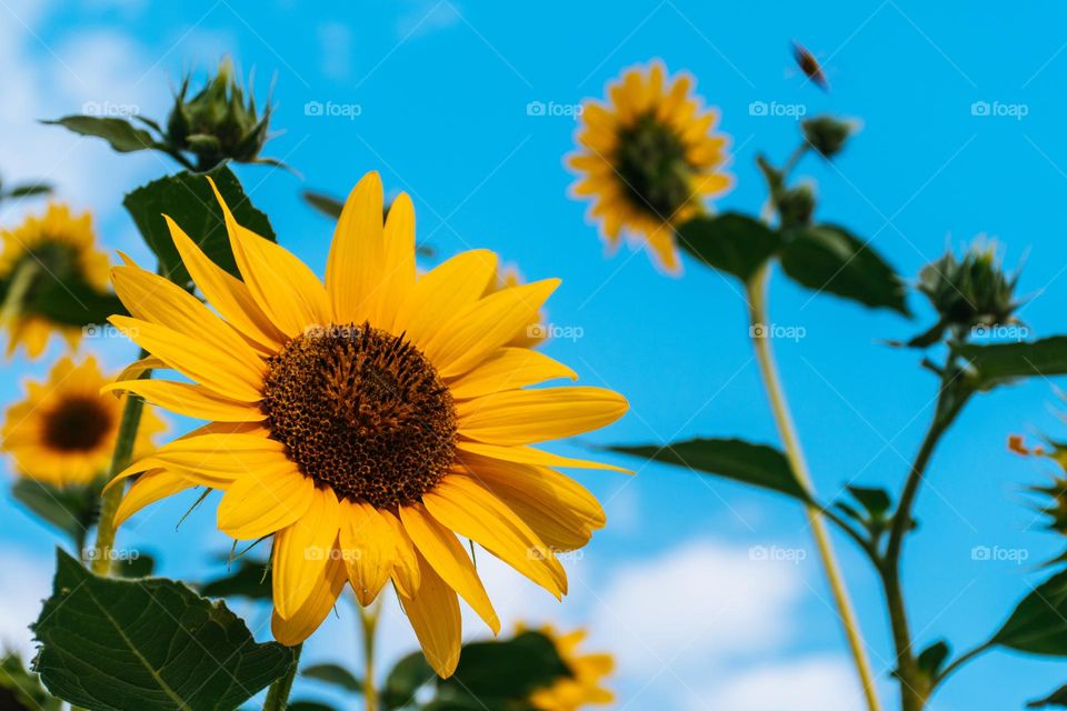 Beautiful yellow colour sunflower
