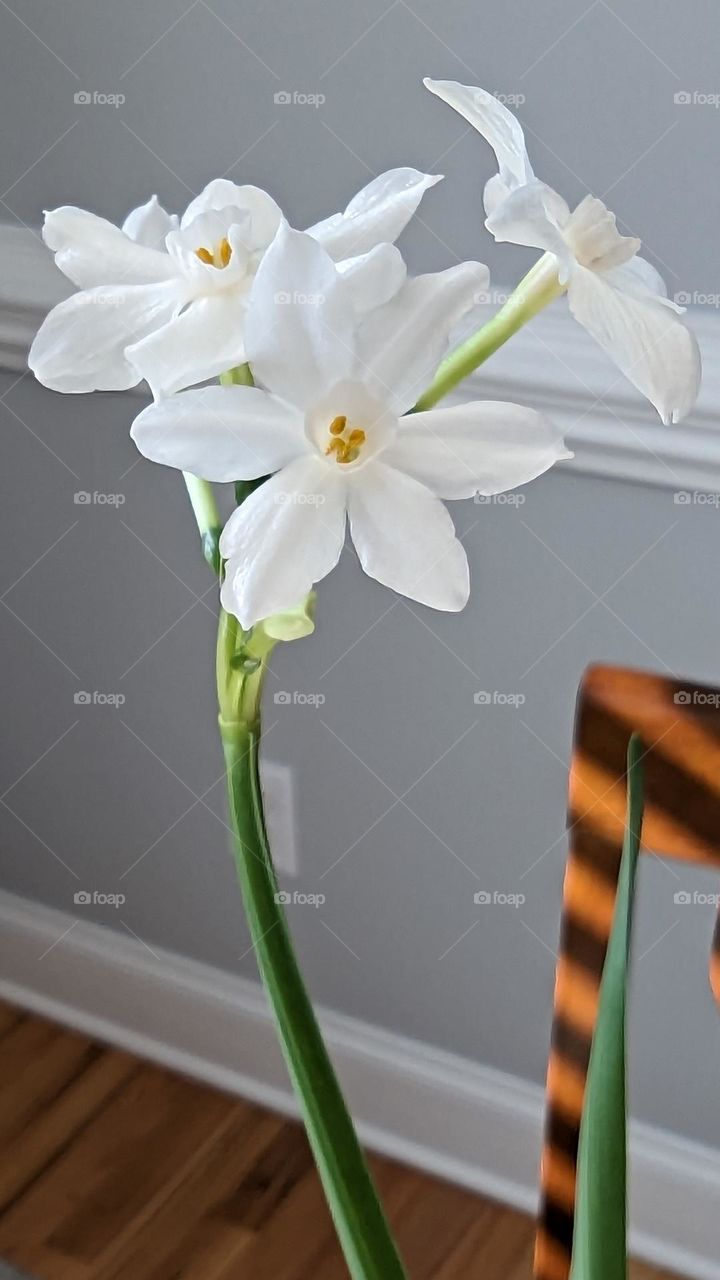 paper white for the holidays