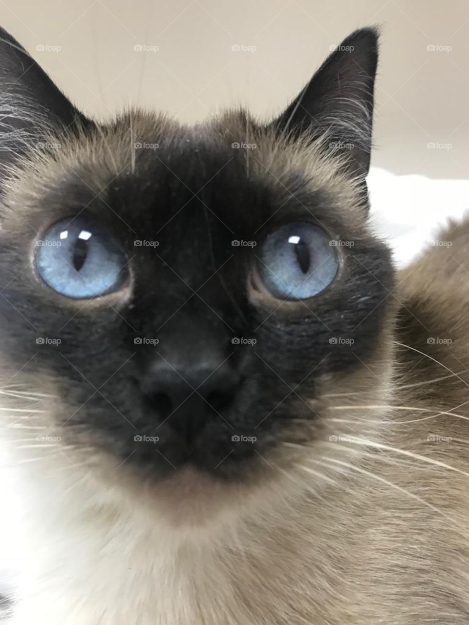 curious look of cat with blue eyes