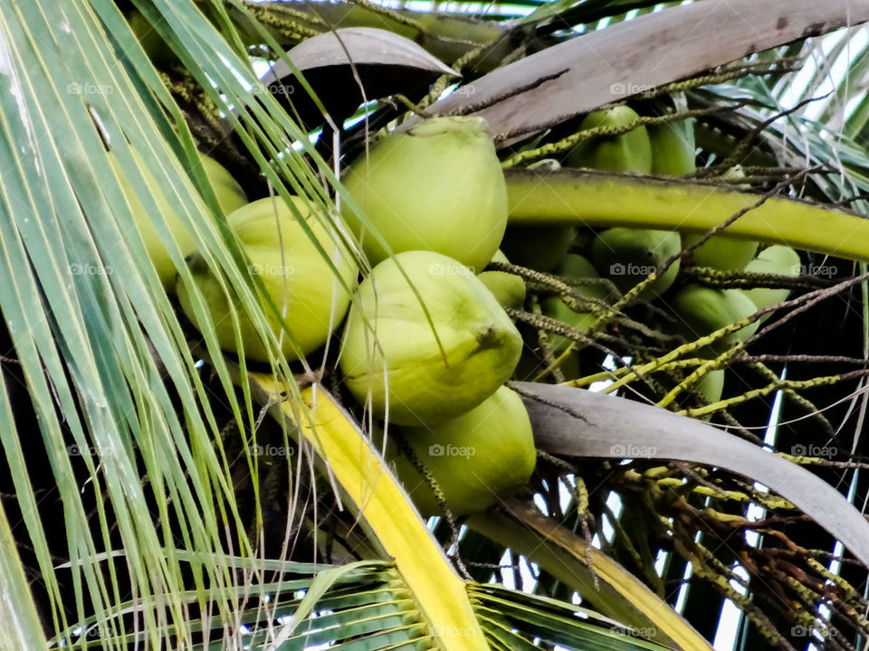 Green Coconut 