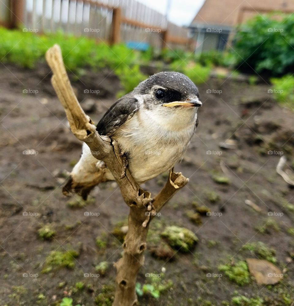 Garden Visitor