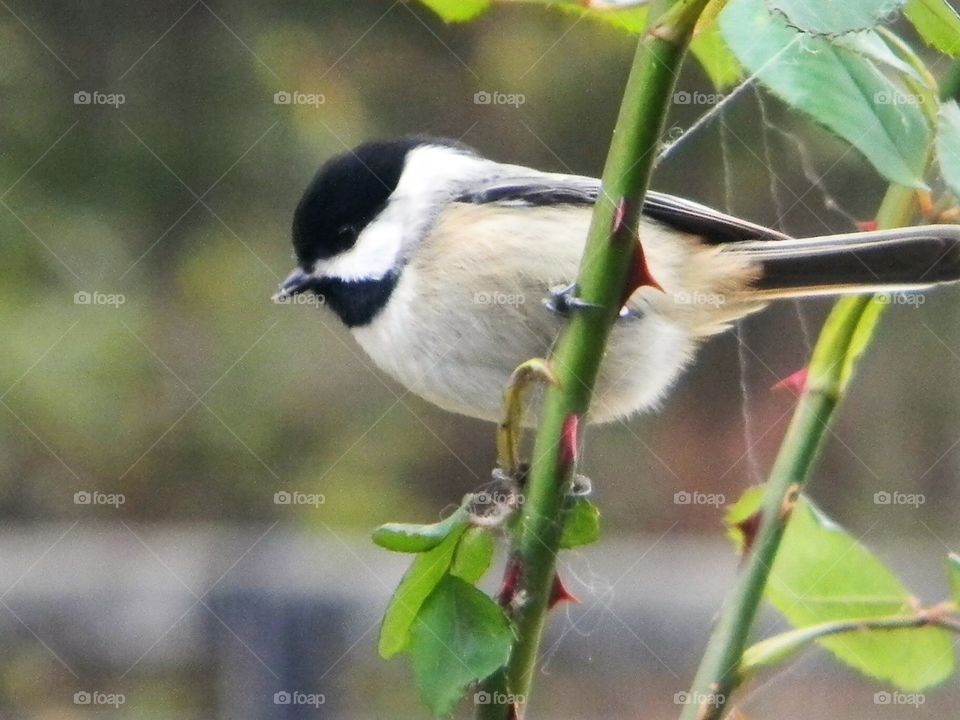 Chickadee