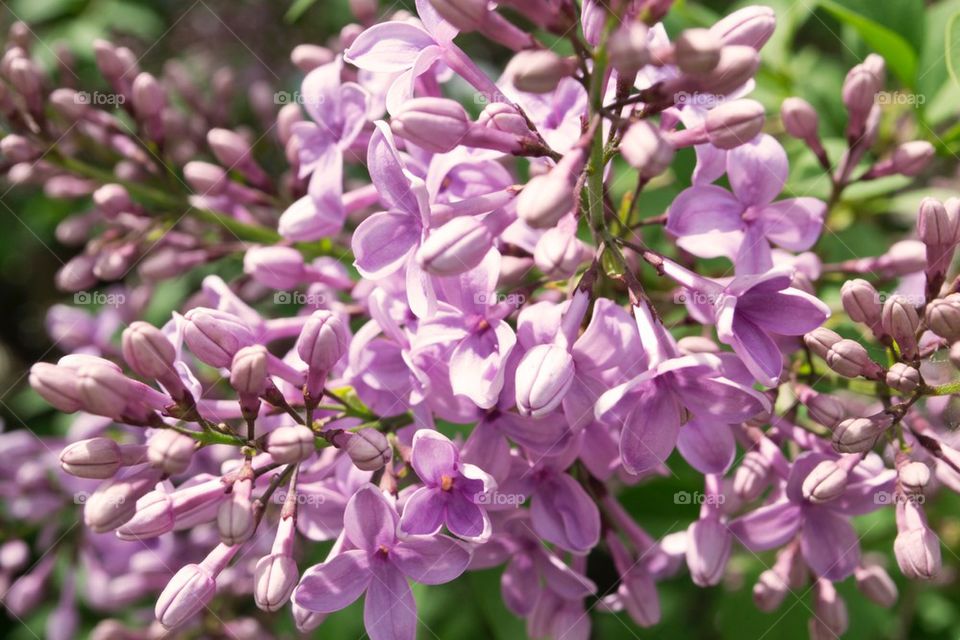 Return of the lilacs