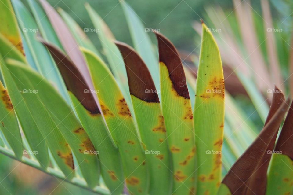 close-up of a leaf in botanical garden