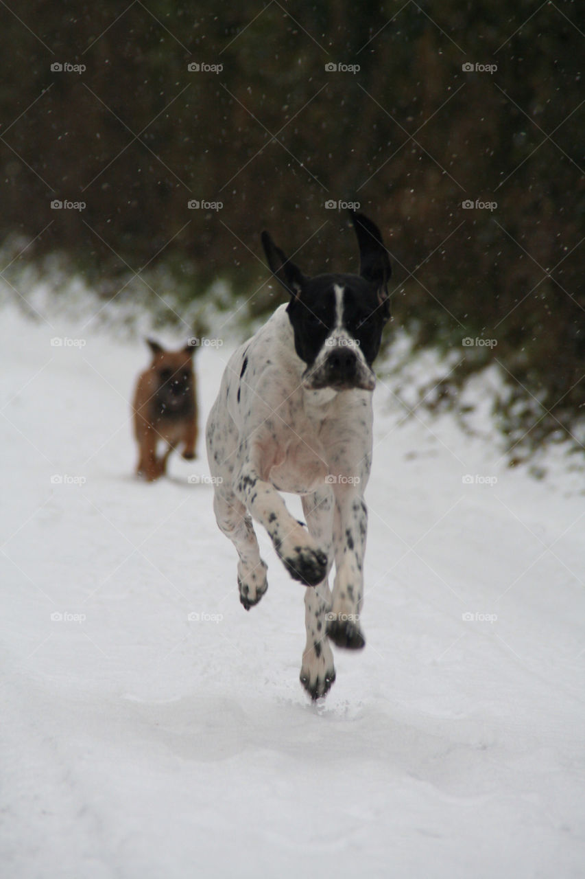 Close-up of dog running