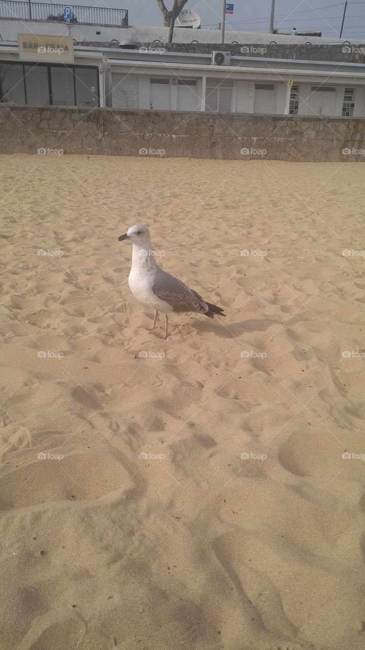 bird in sand