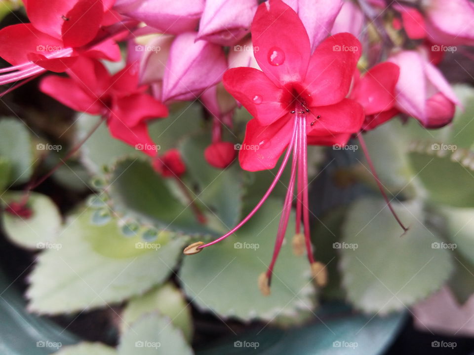 Nature, Flower, Flora, Leaf, No Person