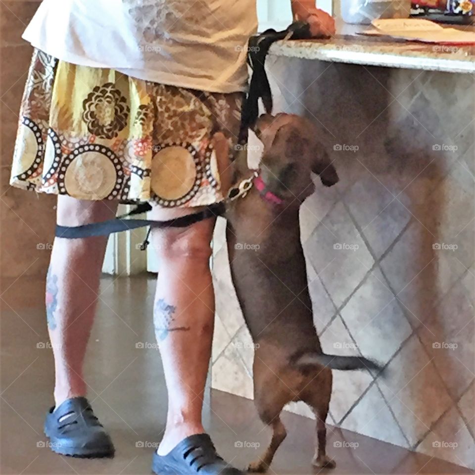 Tattooed legs with pet dog 