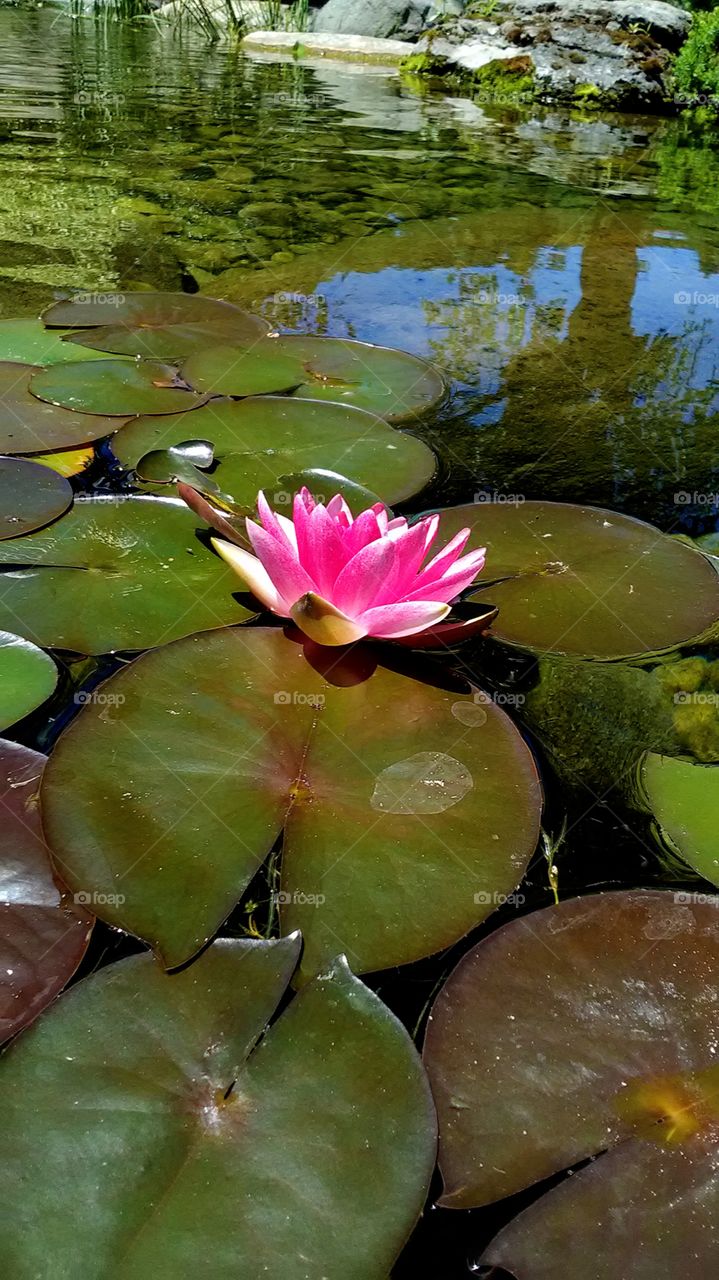 Water lily
