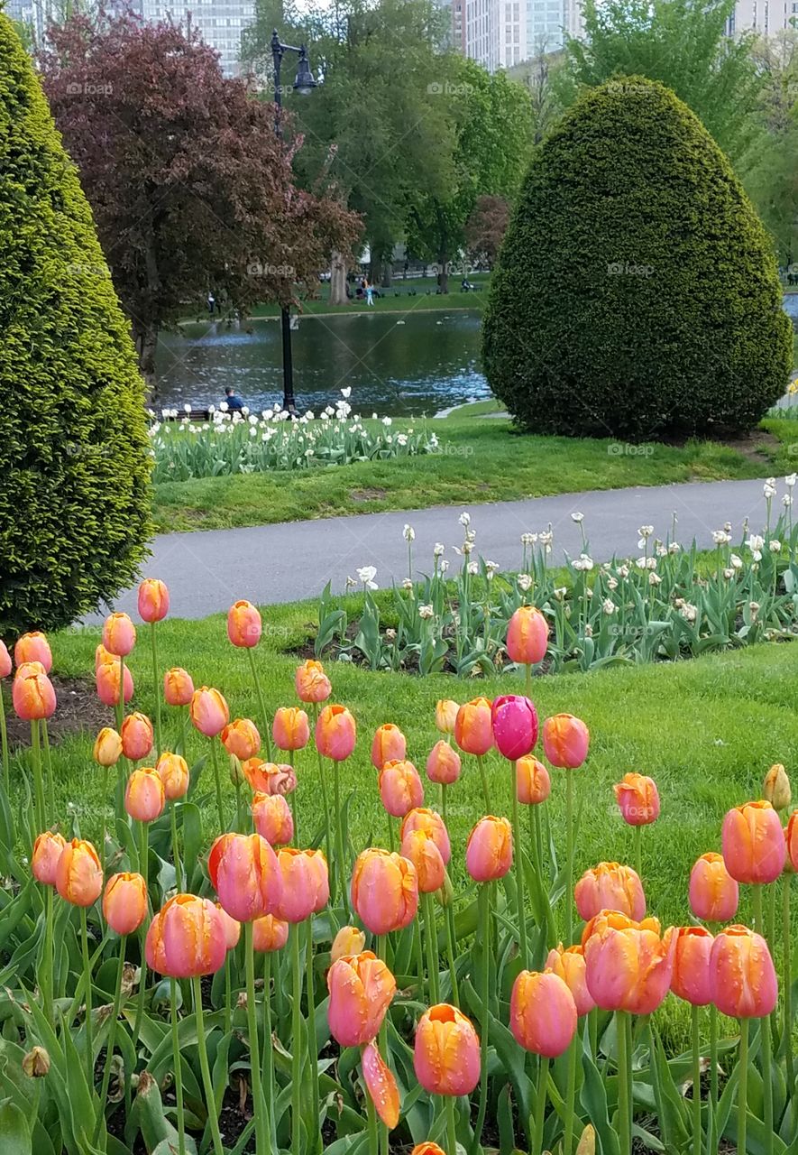 public garden in may