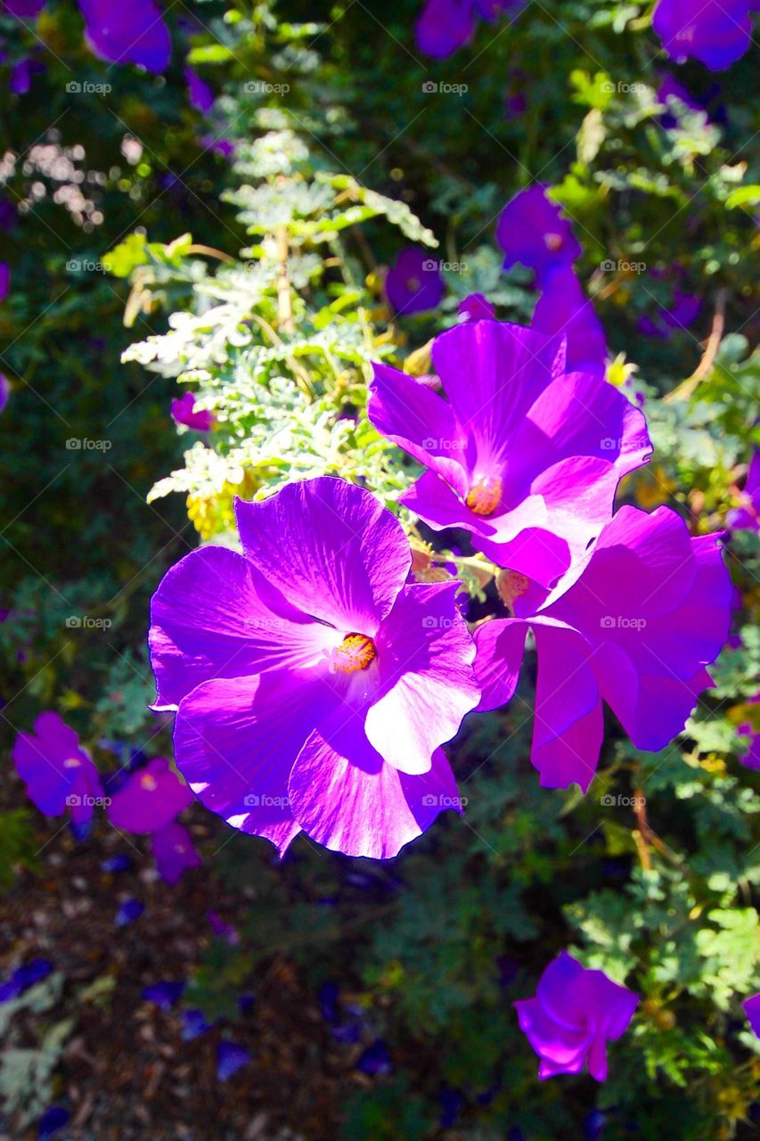 Spring flowers