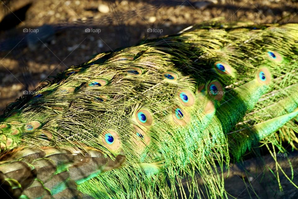 Peacock 🦚