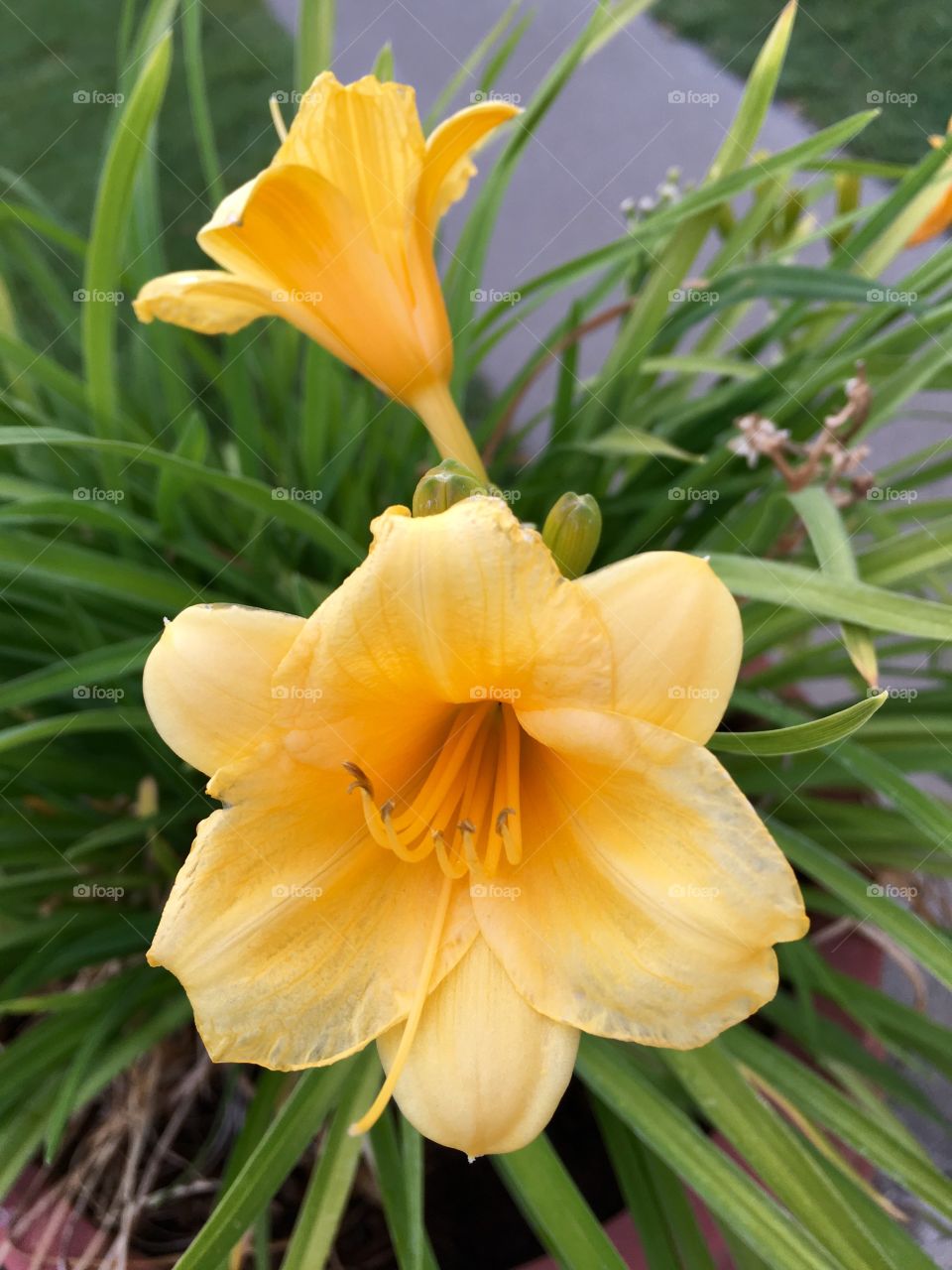 Daylily