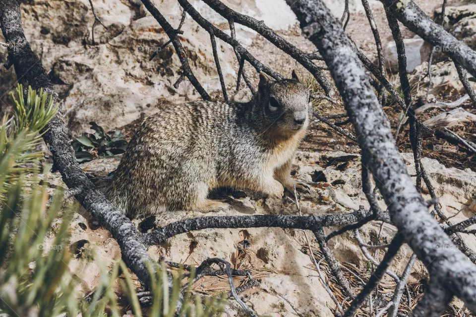Squirrel 