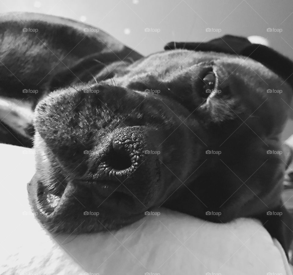 My very sleepy doggie... Dexter ❤️