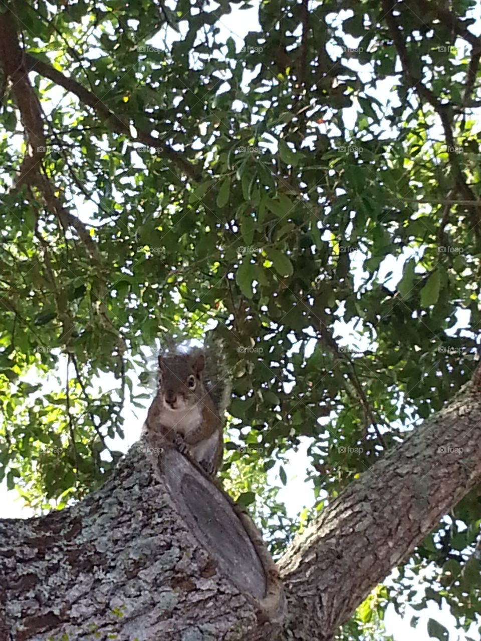 Squirrel on guard. Squirrel on look out