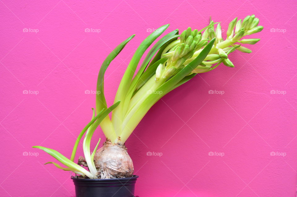 HOUSE PLANTS IN POTS