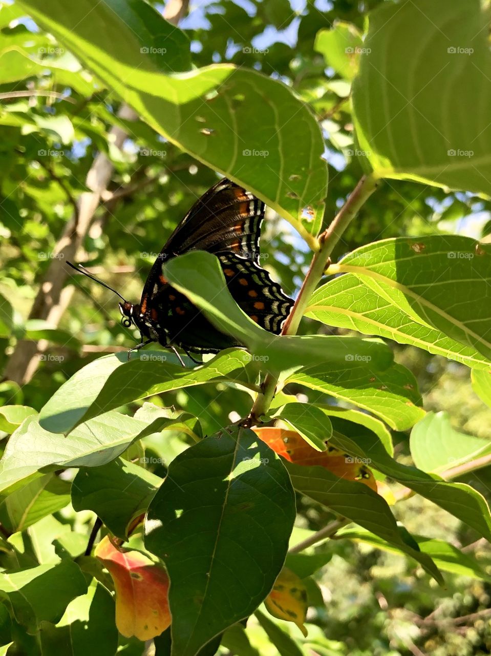 Butterfly in a tree branch 