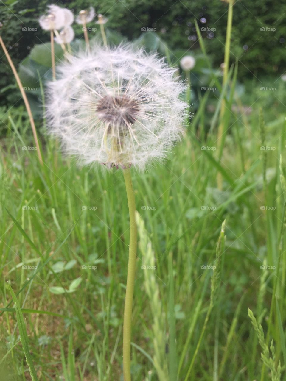 Dandelion