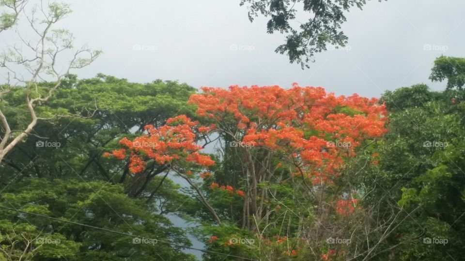 flower on tree