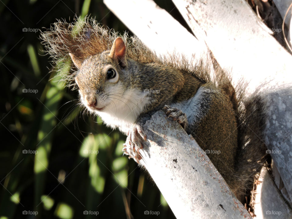 On A Ledge. Squirrel on ledge of Cabbage Palm tree