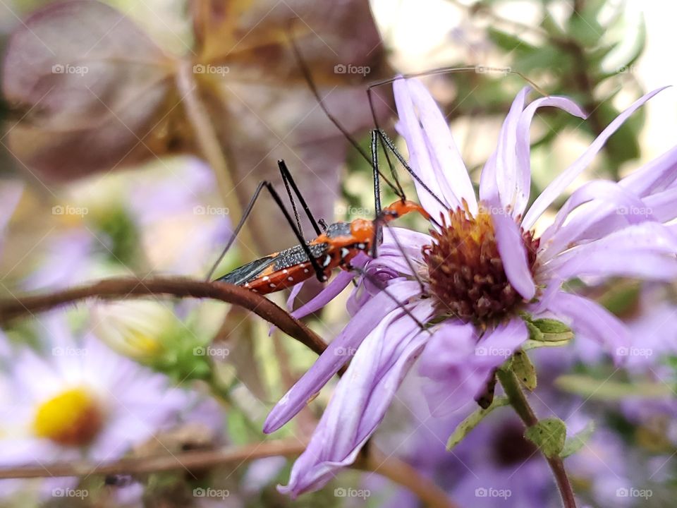 insect on purple aster