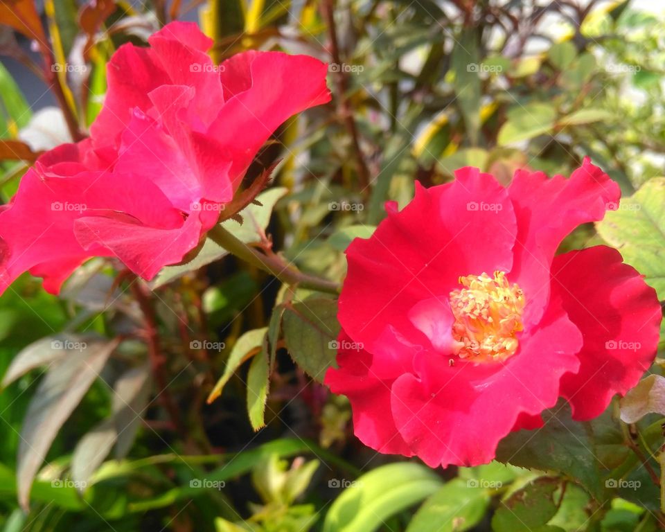 Red flower on the park