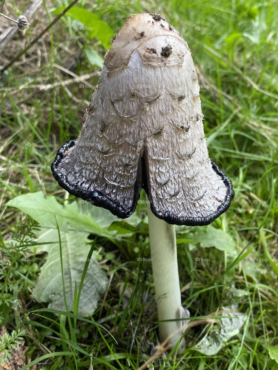 Mushroom 